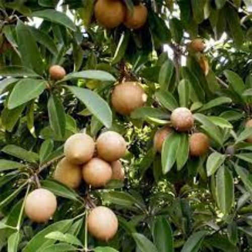 Chikoo Fruit Plant Manufacturer & Supplier in India